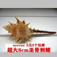 天然海螺贝壳 刺螺 鱼缸水族造景装饰品摆件 3个8cm超大刺螺
