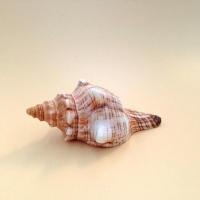 超大海螺系列 大赤旋螺 道具收藏布景摄影水族箱鱼缸海螺贝壳 长度10-12厘米