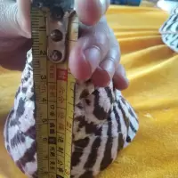 天然贝壳大海螺马蹄钟螺 长8cm一9cm