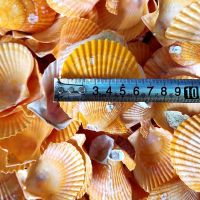 100片装 烧烤白色大扇贝壳批发蒸扇贝夏威夷半壳大贝壳蒜蓉粉丝 6-8厘米黄扇贝 50片装