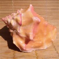 天然海螺贝壳胭脂螺 家居橱窗摆件 鱼缸水族造景装饰 恋人礼物 7cm