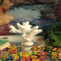 水族箱天然白珊瑚石珊瑚树贝壳海螺创意鱼缸造景装饰摆件饰品礼物 8-10CM