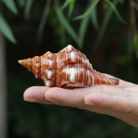 赤旋螺天然贝壳海螺壳创意diy多肉花盆鱼缸造景水族箱地中海装饰 赤旋螺 7-9厘米