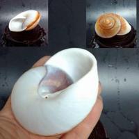 海螺贝壳中小型客厅水族鱼缸三湖鱼虎鱼寄造景背景装饰品摆件 7-8cm海蜗牛螺1个