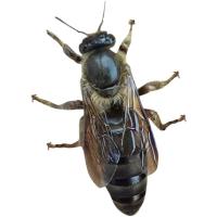 中蜂王高产蜜蜂王活体产卵新蜂王种王优质开产王土蜂王包产卵包活 随机发开产王(精挑包活)