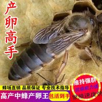 中蜂王活体蜜蜂种王蜂王高产王阿坝王双色王产卵王 随机处女王