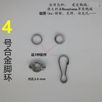 鹦鹉脚环脚链不锈钢鸟链子虎皮伯劳八哥牡丹玄凤幼鸟活动扣遛鸟绳 单独4号脚环