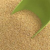 虎皮鹦鹉谷子带壳小米饲料牡丹玄风专用瓶装高级精选鸟粮五色黍子[7月20日发完] 养殖场专用黄谷子[一斤装]