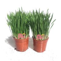 喜它猫草已种好的猫草去毛球盆栽水培种植盒猫草粒籽小麦子猫薄荷 小红盆*2(已长好) 只买猫草