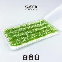 长条花蔟草蔟稻田麦田模型仿真沙盘建筑室外景观diy手工制作材料 百合白1盒