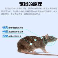 灭鼠神器粘鼠板强力老鼠贴粘灭老鼠板胶沾捉抓老鼠夹捕家用克星 2颗装(试用装)建议多买