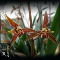 [满30送喷壶一个]花卉墨兰花大花蕙兰花植物兰花绿植盆栽 企黑 连体2颗左右不含盆