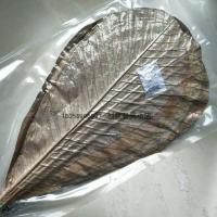 丹麦叶身寿司造型大树叶冷菜盘饰热菜盛意境菜装饰干树叶 黄枯干叶1包20片