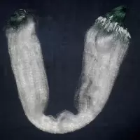 单层鱼网丝网餐鱼白条鲫鱼小鱼网粘网半米1米2米4分5分半指1指2指 单层沉网 0.8米1指15米单层
