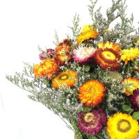 天然真花多头玫瑰泡泡干花野餐花束复古森系装饰生日礼物拍照搭配 雏菊15个花头