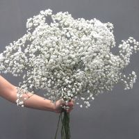 超大束论斤卖云南满天星干花花束批发真花鲜花客厅装饰摆件插花 白色满天星 1斤(半干)15支左右