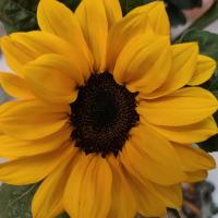 向日葵花中花太阳花水养鲜花真花昆明基地直发混搭花束顺丰冷链 迷你小向日葵6支+保鲜剂