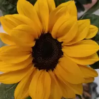 向日葵花中花太阳花水养鲜花真花昆明基地直发混搭花束顺丰冷链 迷你小向日葵6支+保鲜剂