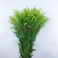 玫瑰鲜切花影星云南基地直发家庭办公水养鲜花花束混搭向日葵百合 黄莺10支+保鲜剂