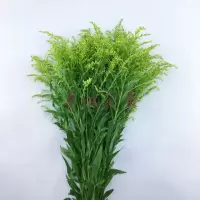 玫瑰鲜切花影星云南基地直发家庭办公水养鲜花花束混搭向日葵百合 黄莺10支+保鲜剂