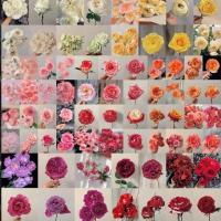 云南昆明基地直发真花水养鲜花订婚香水百合批发玫瑰向日葵康乃馨 随机玫瑰15枝+5枝防损