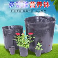 加厚营养钵育苗杯黑色果树育苗袋大号塑料一次性种植袋花盆批发 型号8X8【500个】 中