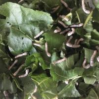 浩哥养蚕宝宝活体套装巨型学生养蚕蚕卵幼蚕大蚕虎蚕彩色新鲜桑叶 二龄小蚕(白蚕吐彩丝)25只