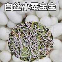 蚕宝宝活体学生养蚕套装春蚕卵种子籽天然彩色蚕饲养箱盒新鲜桑叶 白丝小蚕20条 送小盒桑叶