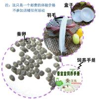 蚕宝宝套装学生科谱养蚕金丝天然彩蚕七彩饲料新鲜桑叶蚕卵包活体 100卵小套装