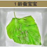 蚕宝宝卵套装活体蚕卵七彩饲料蚕籽蚕蛋虫学生养蚕必备新嫩鲜桑叶 20条+桑叶一包 1龄蚕