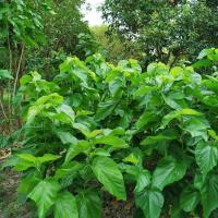 新鲜桑叶农家现摘桑树叶新鲜嫩桑叶桑树蚕宝宝饲料大小蚕桑叶 新鲜桑叶100克