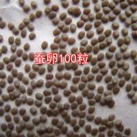 学生养春蚕宝宝卵籽套装彩色蚕卵茧子七彩活体送新鲜嫩桑叶孵化盒 蚕卵100粒