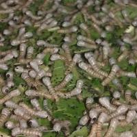 蚕宝宝活体幼虫蚕子蚕卵蚕种嫩新鲜桑叶春蚕七彩白色学生养蚕套装 2龄20条