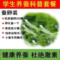 蚕虫宝宝活体套装巨型新鲜桑叶七彩金丝彩色蚕卵蚕种学生养蚕工具 白色蚕卵套餐 1龄蚕