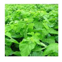 桑叶新鲜嫩桑叶小蚕宝宝桑树叶学生养蚕桑大叶小叶嫩叶新鲜 新鲜现摘桑叶100g