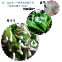 蚕宝宝活体幼虫天然学生养蚕七彩金丝蚕1龄2龄3龄4龄5龄巨型批量 10条宝宝小蚕 送桑叶+盒子