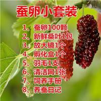 学生科普蚕宝宝套装活蚕送新鲜桑叶高孵化蚕卵孵化盒鹅毛养蚕 蚕卵小套装