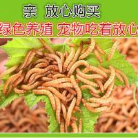 黄粉虫活体面包虫活体蝎子画眉鹦鹉鱼石蛙龙鱼八哥仓鼠宠物饲料 2.5CM 300条 试吃
