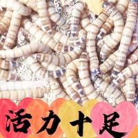 大麦虫活体面包虫黄粉虫画眉鸟乌龟仓鼠八哥蜥蜴金龙鱼钓饲料 大麦虫100条