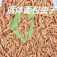 黄粉虫面包虫活体 鲜活虫种虫 龙鱼乌龟仓鼠宠物活体饲料500g 试吃100条2-3厘米