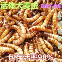 大麦虫活体黄粉面包虫金龙鱼八哥守宫画眉鸟虫子宠物饲料一斤 大麦虫100条(五厘米)送镊子麦麸