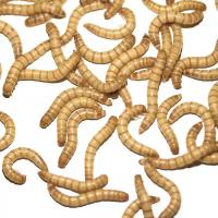 大麦虫活体黄粉面包虫金龙鱼八哥守宫画眉鸟虫子宠物加热包发货[7月11日发完] 大麦虫一斤