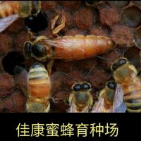 意蜂蜂王意蜂新开产王 蜂王活体 产卵王蜜浆高产王意蜂处女王 处女王5只
