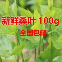 现摘桑叶新鲜茶蚕桑蚕宝宝大桑叶饲料大小蚕嫩桑叶小桑树苗 新鲜大桑叶100g