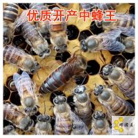中蜂蜂王开产王蜜蜂蜂王蜜蜂蜂群蜂子中蜂产卵王蜜蜂蜂箱宠物蜜蜂 中蜂产卵王