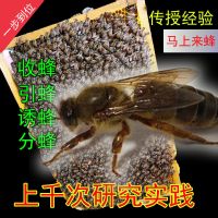 蜜蜂信息素诱蜂水诱蜂液招蜂水分蜂引蜂招蜂诱捕野蜂土蜂收蜂笼 诱蜂专用蜂王招蜂水1瓶