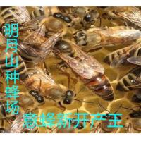 意蜂王新开产王高产蜜王 活体新开产王[7月1日发完] 1条产卵王(品种随机)