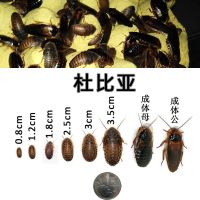 杜比亚蟑螂活体幼体亚成各种规格 蜥蜴龙鱼变色龙活体饲料 杜比亚0.5-1cm约200只6克