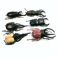 仿真昆虫动物甲壳虫独角仙圣甲锹甲模型玩具科教标本儿童认知礼物 甲壳虫随机一只