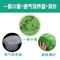 蚕宝宝活体幼虫金丝蚕七彩蚕白色小蚕1龄2龄3龄春蚕学生养蚕桑叶 1龄白蚕20条+透气饲养盒+桑叶